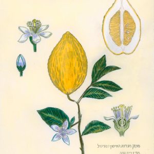 אתרוג רפואי | Medicinal Citron (Citrus medica) — שרון קיפניס חייט