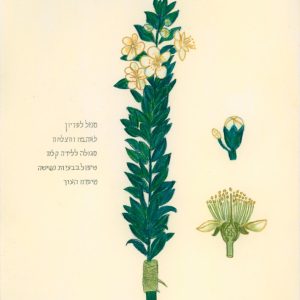 הדס מצוי | Common Myrtle (Myrtus communis) — שרון קיפניס חייט