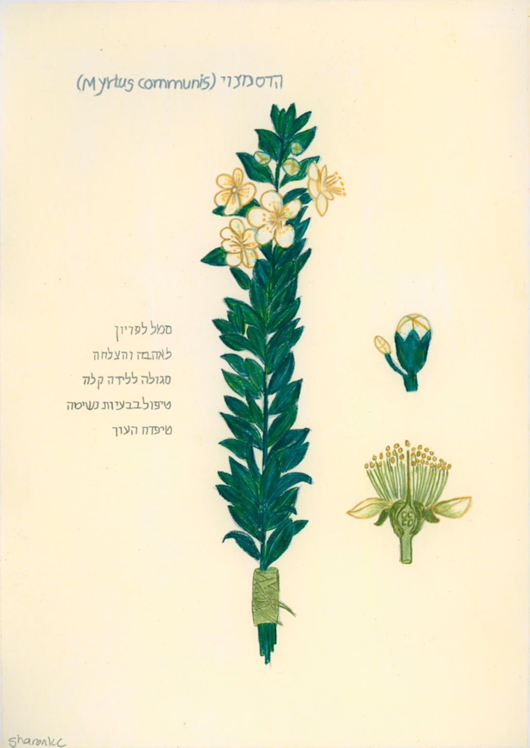 Common Myrtle