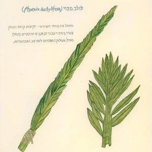 לולב מצוי | Date Palm Frond (Phoenix dactylifera) — שרון קיפניס חייט