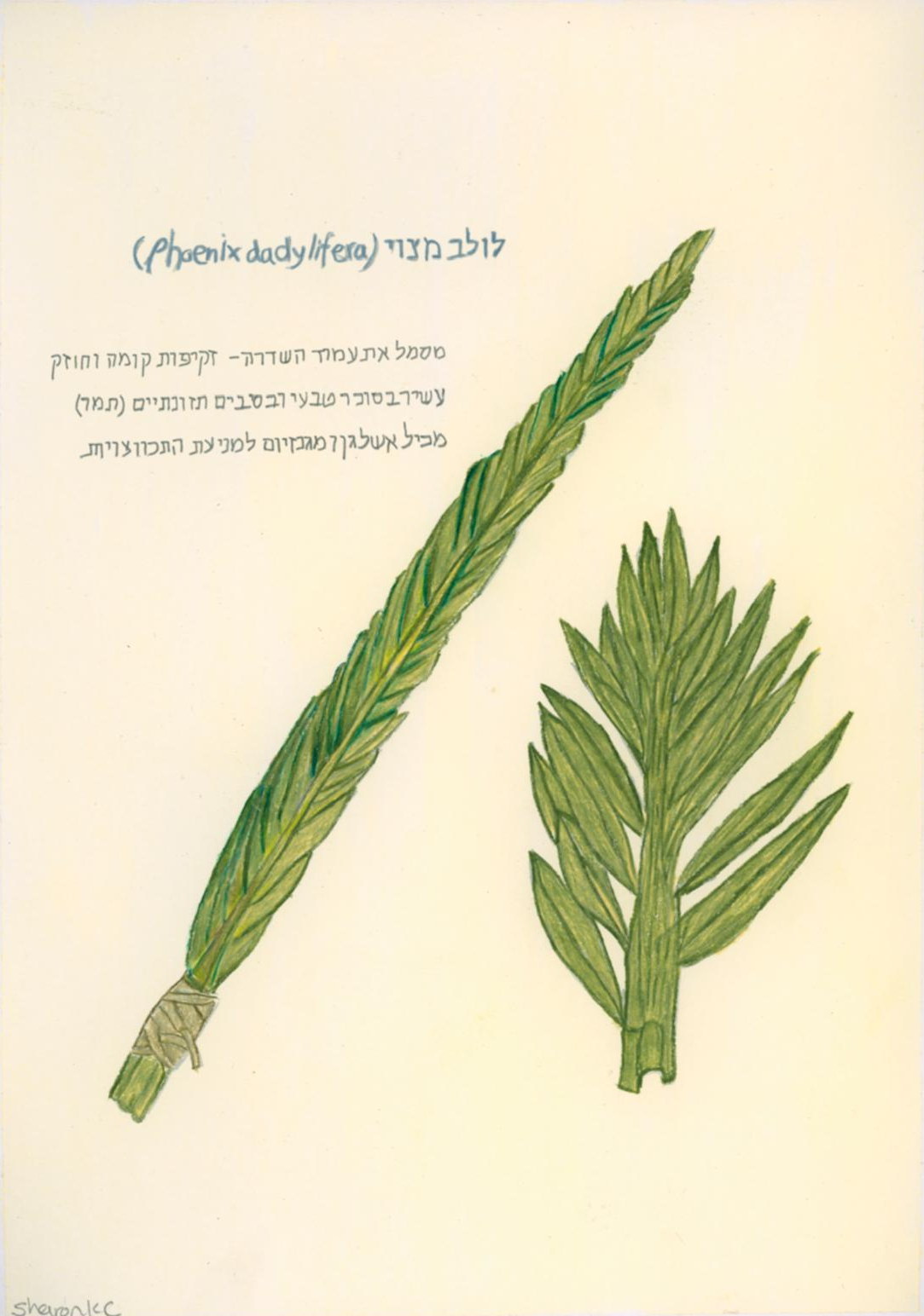 Date Palm Frond