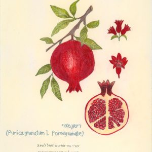 רימון מצוי | Pomegranate (Punica granatum) — שרון קיפניס חייט
