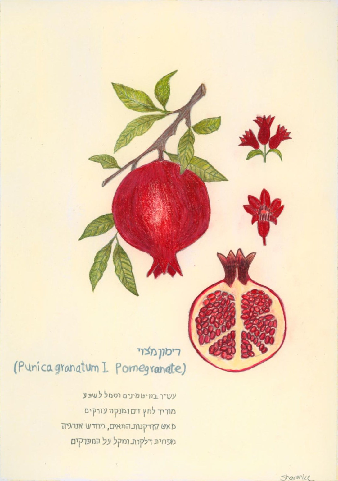 Pomegranate