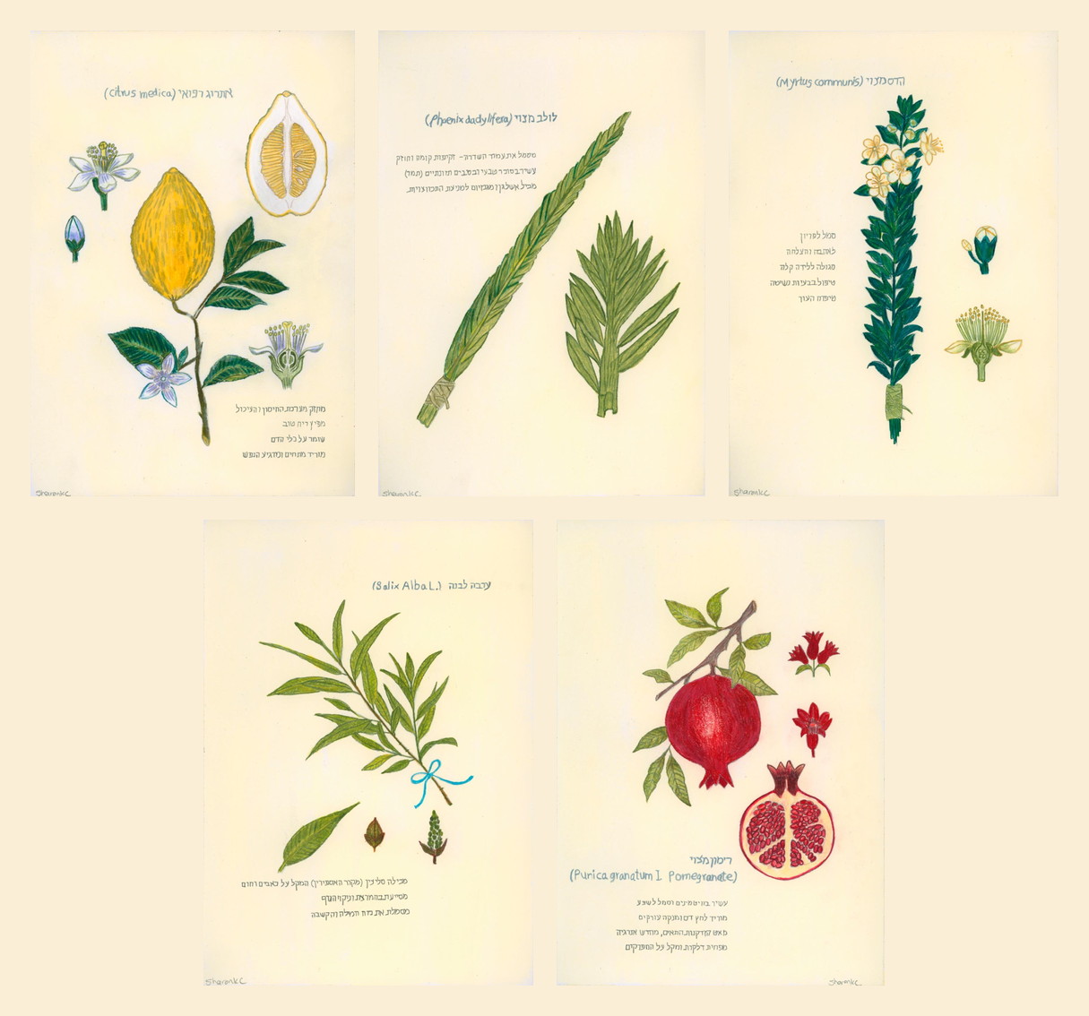 AromaNaïve — Set
